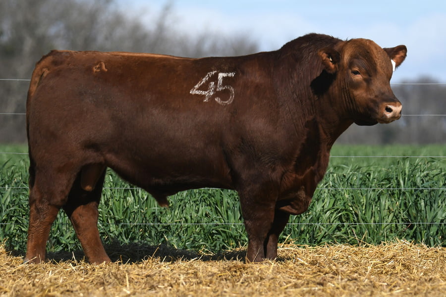 Lote TORO ANGUS PC
