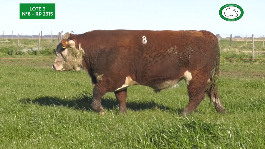 Lote Toros Polled Hereford Puros Registrados. Las Nazarenas