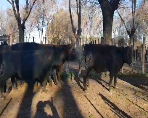 Lote 23 Terneros en Gral. Lamadrid, Buenos Aires