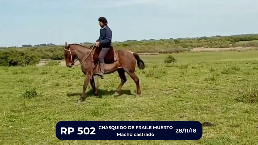 Lote CHASQUIDO DE FRAILE MUERTO