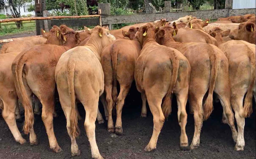 Lote 29 Vaquilla Engorda en Puerto Octay, X Región Los Lagos