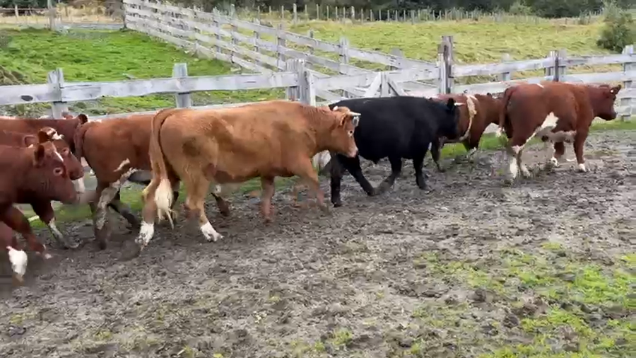 Lote 32 Novillo Engorda en XI Región Aysén, Río Ibáñez
