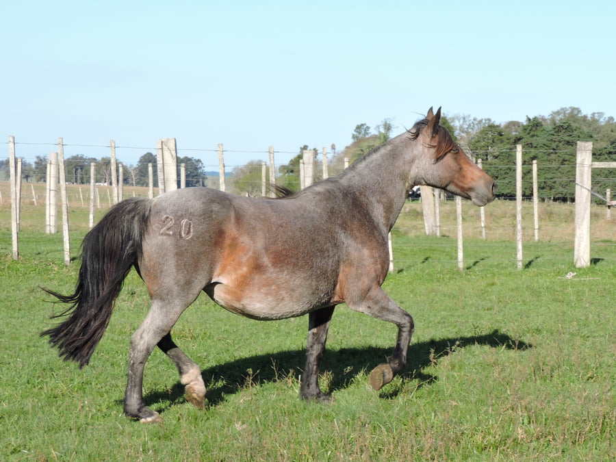 Lote Paso Elizama (RP 20) - Cabaña San Germán del Paso