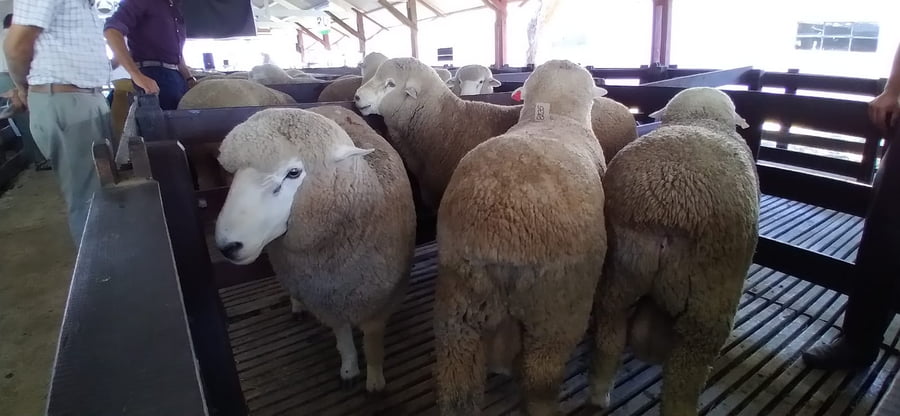 Lote 3 borregos puro de origen y 1 pedigree 2dts