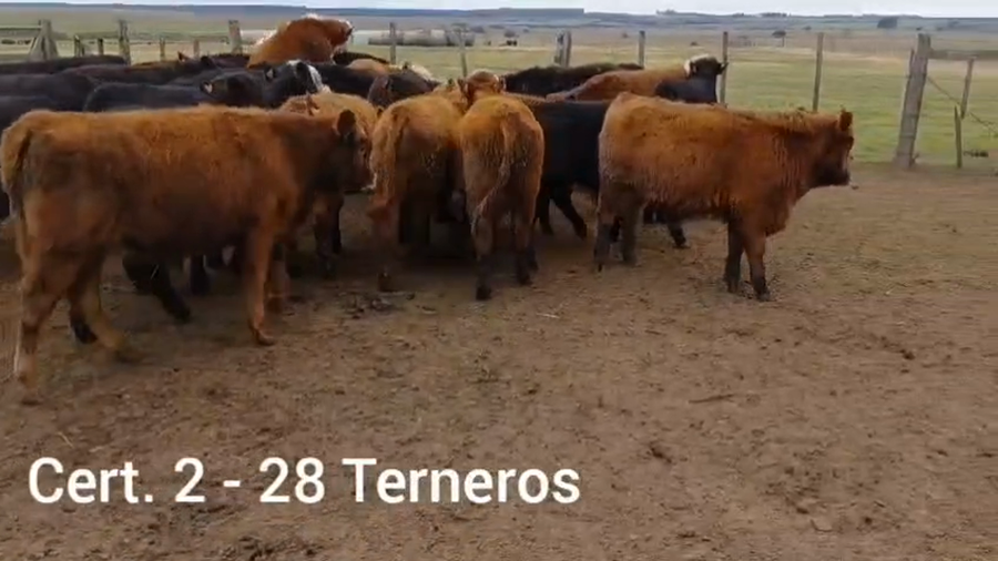 Lote TERNEROS