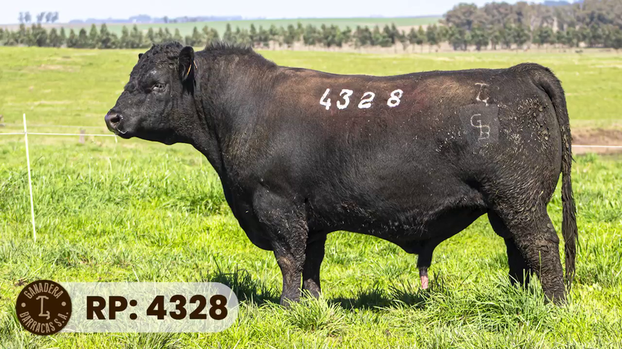 Lote RP 4328