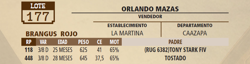 Lote LOTE 177 - VIVO