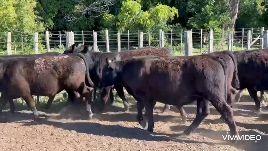 Lote 62 Terneros/as en Lezama, Buenos Aires