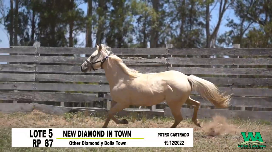 Lote NEW DIAMOND IN TOWN