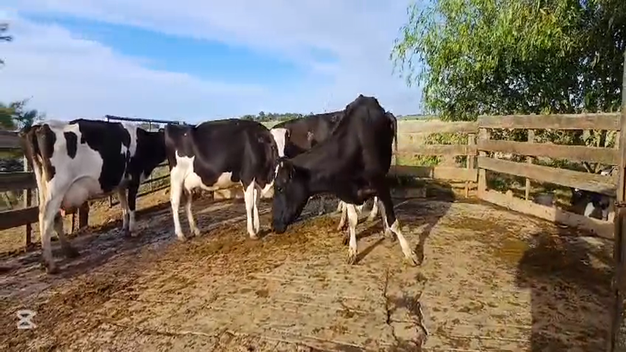 Lote VACAS INDUSTRIA