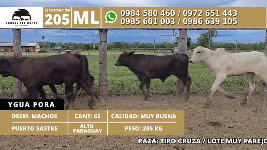 Lote 65 Desmamantes machos a remate en 1ra Feria Especial Monte del Chaco 205kg -  en Carmelo Peralta los de Norica  Puerto Sastre los de Ygua Pora