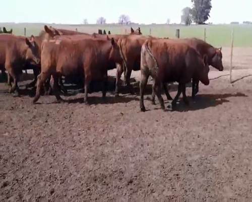 Lote VAQUILLONAS ANGUS COL. MAS INSEMINADA