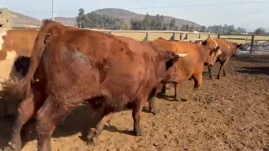 Lote 18 Novillo Gordo en Melipilla, Región Metropolitana