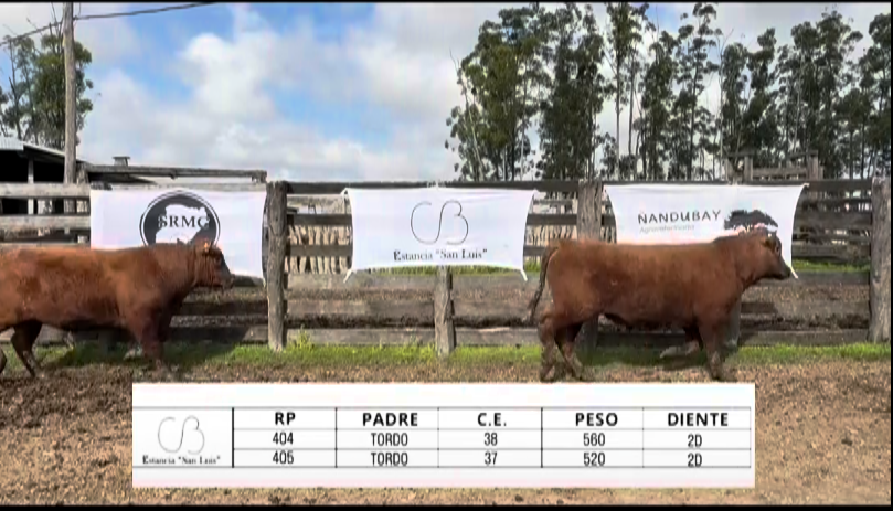 Lote TOROS ABERDEEN ANGUS "SAN LUIS"