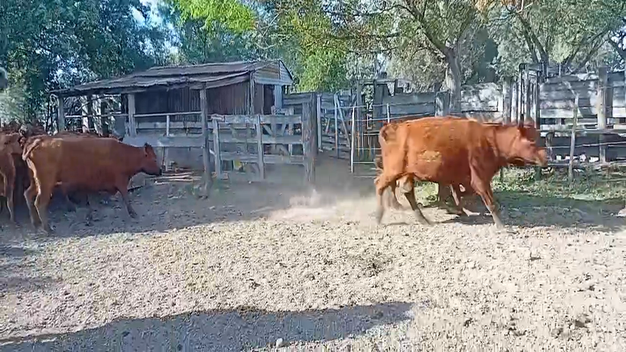 Lote 25 Vacas Angus Colorado en Curupayti,  Santa Fe