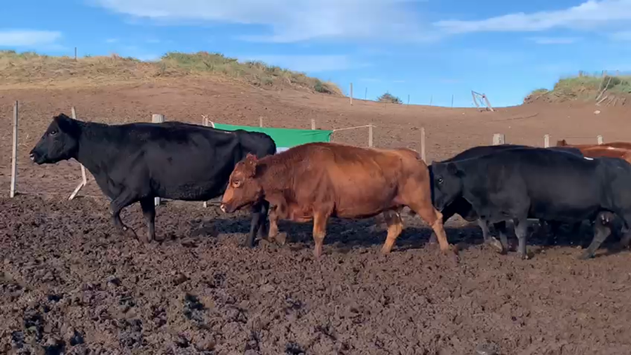 Lote 32 Vacas de invernar en Coronel Rosales