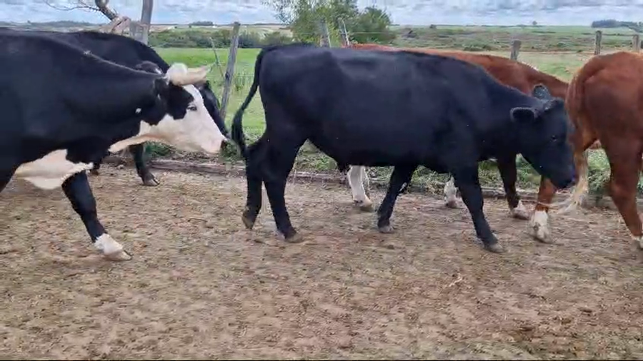 Lote 23 Novillos He Aa XX a remate en Pantalla Camy, San José