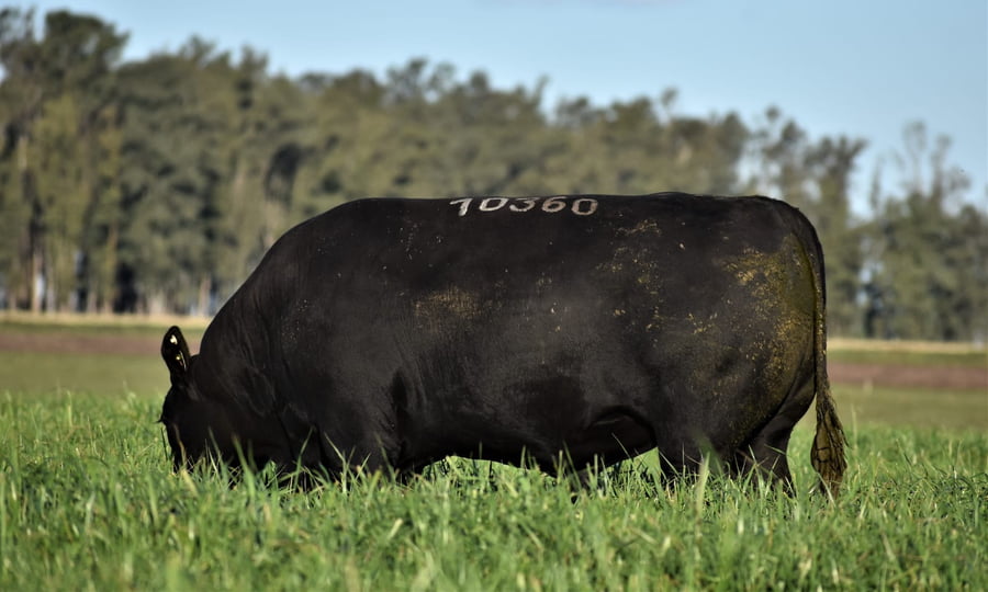 Lote Toros PI 3 Años