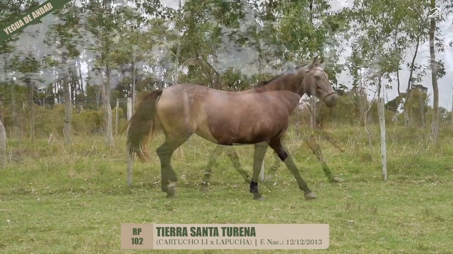 Lote TIERRA SANTA TURENA