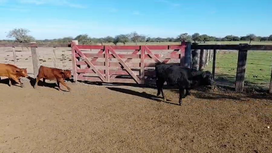 Lote 50 Terneros/as en Corrientes, Curuzu Cuatia
