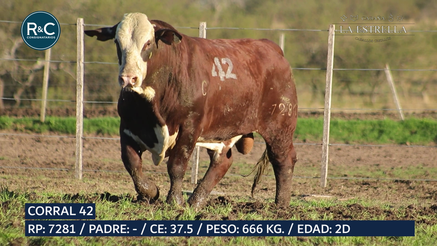 Lote Toro Braford
