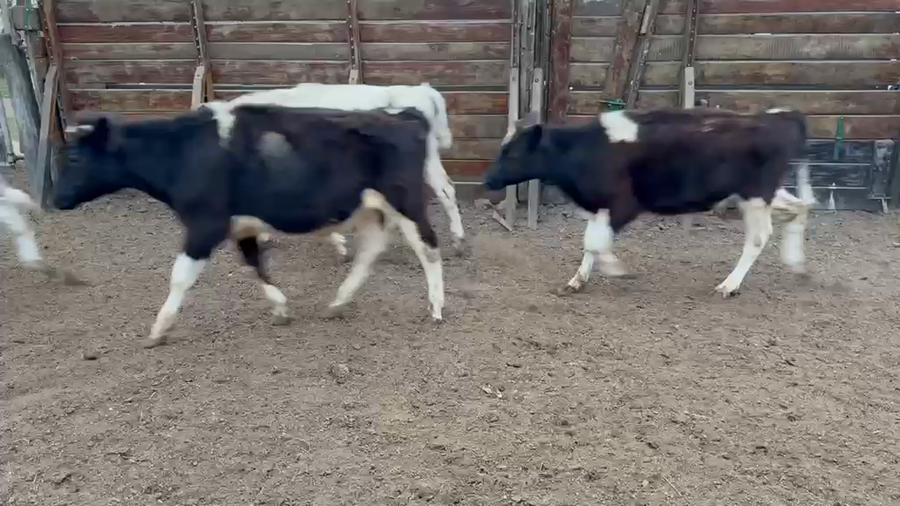Lote 21 Novillitos Holando Argentino en Ramona, Santa Fe