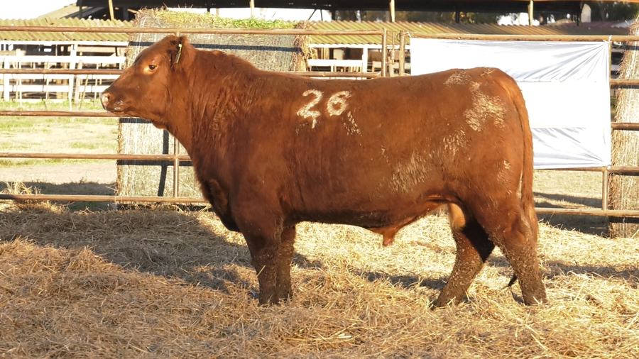 Lote TOROS ANGUS COLORADOS  PC