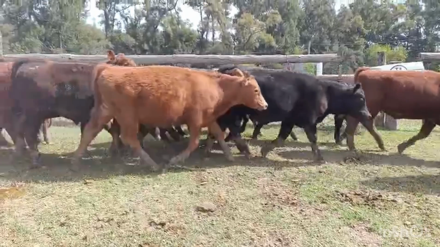 Lote 66 Terneros