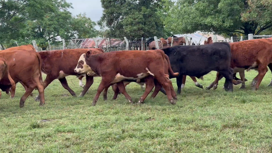 Lote 51 Terneros en Corrientes, Curuzú-Cuatiá