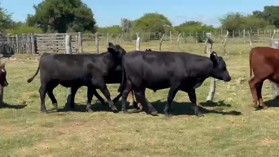 Lote 33 Novillos