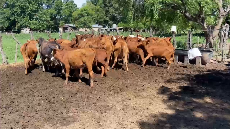 Lote 43 Terneros/as en Corrientes, San Roque