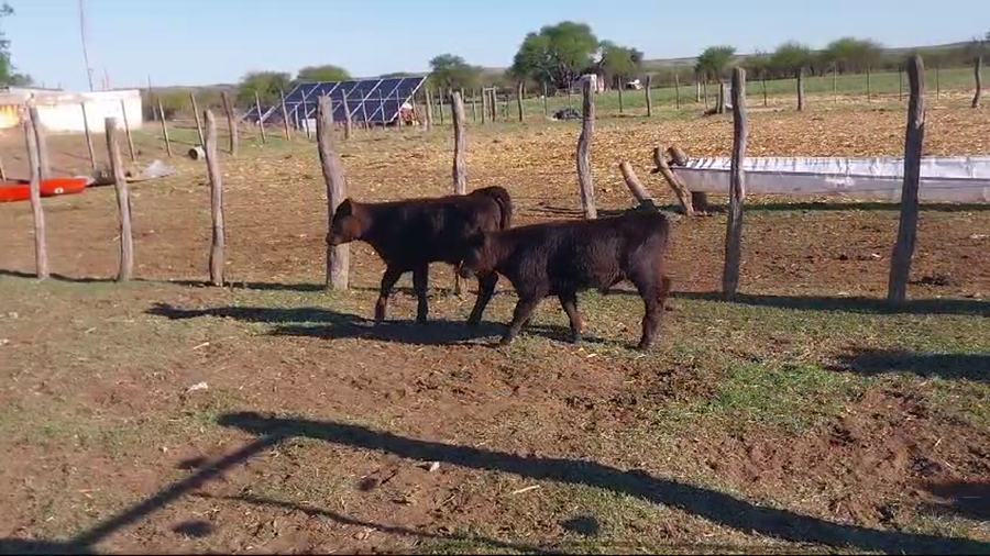 Lote 40 Vacas nuevas C/ cria