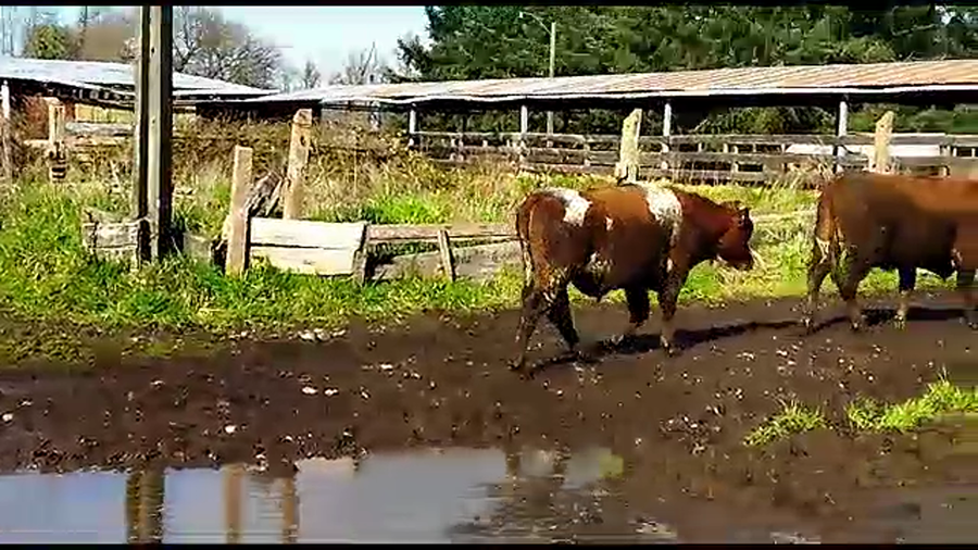 Lote 45 Novillo Engorda en Osorno, X Región Los Lagos