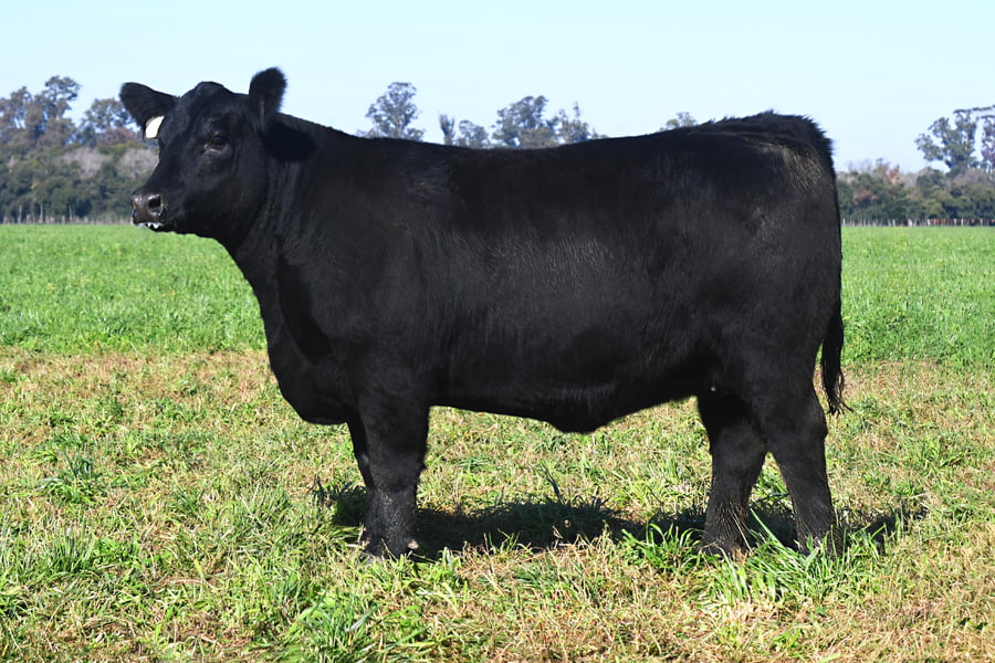 Lote RP 17665 y RP 17673 - VAQUILLONAS ELECCIÓN PP