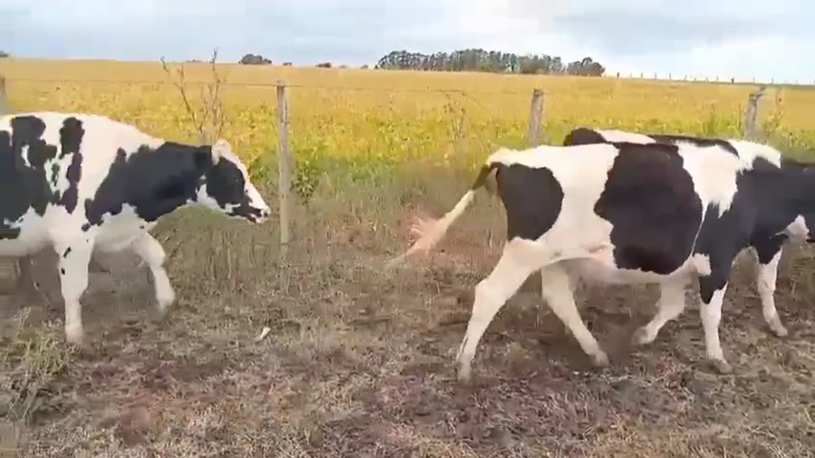 Lote NOVILLOS DE 1 A 2