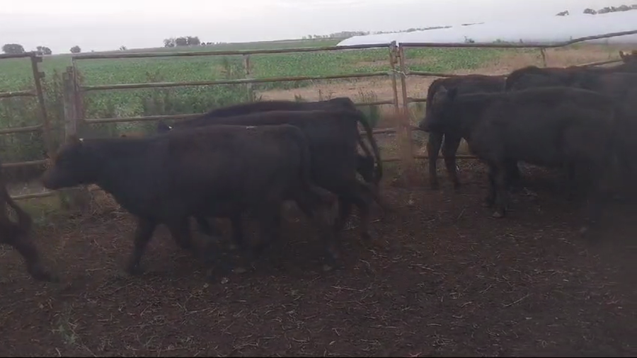 Lote 31 Terneras en Chillar