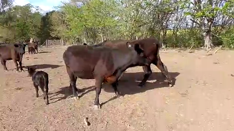 Lote 25 Vacas medio uso C/ cria en San Andrés de Giles, Buenos Aires