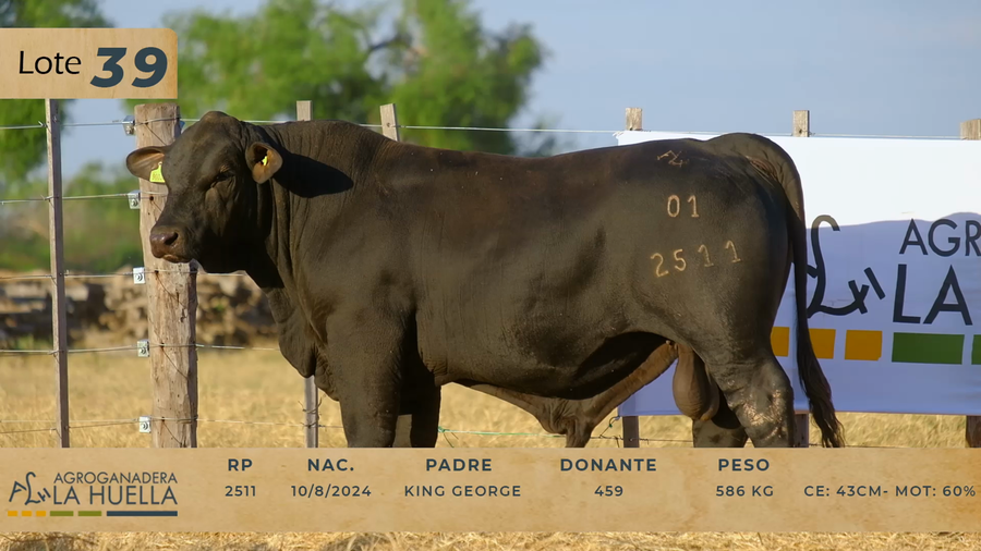 Lote LOTE 39