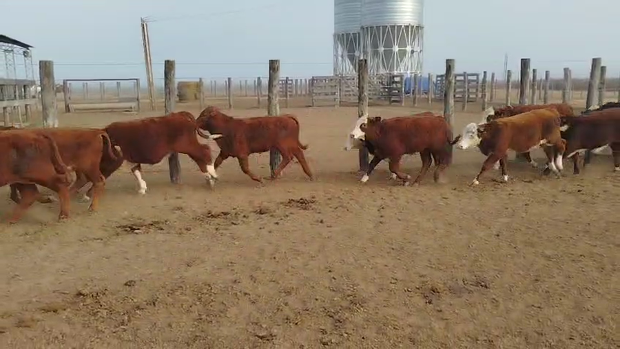 Lote 120 Terneros en Santa Fe, Ceres