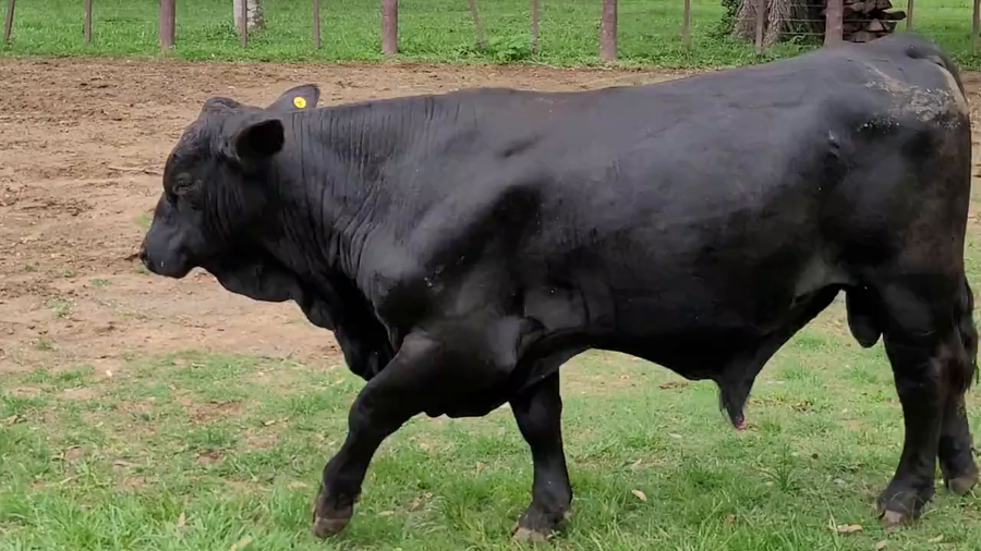 Lote Toros T. Brangus Negro a remate en Remate de Reproductores, Asunción