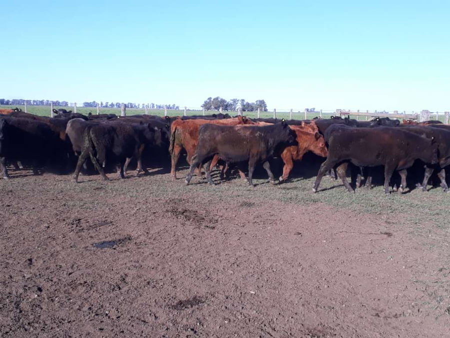 Lote 100 Terneros en Olavarría, Buenos Aires