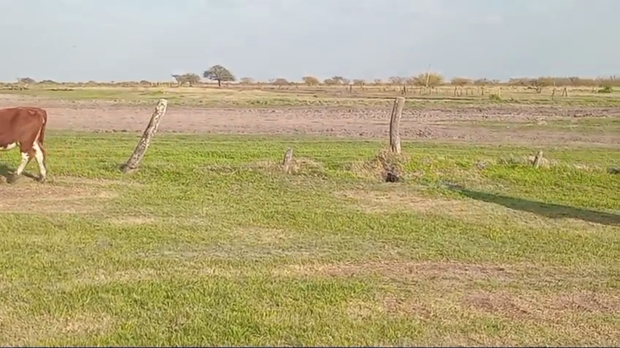 Lote 140 Terneras
