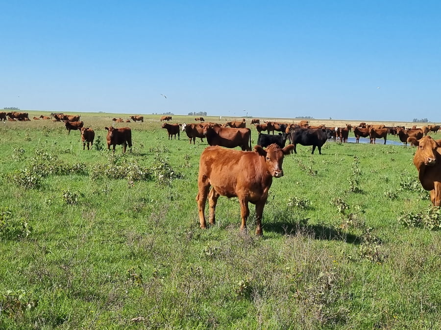Lote 64 Terneros/as en Tapalqué, Buenos Aires