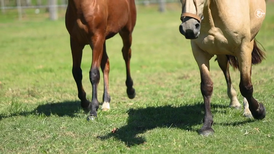 Lote Hagata La Higuera - Cabaña La Higuera