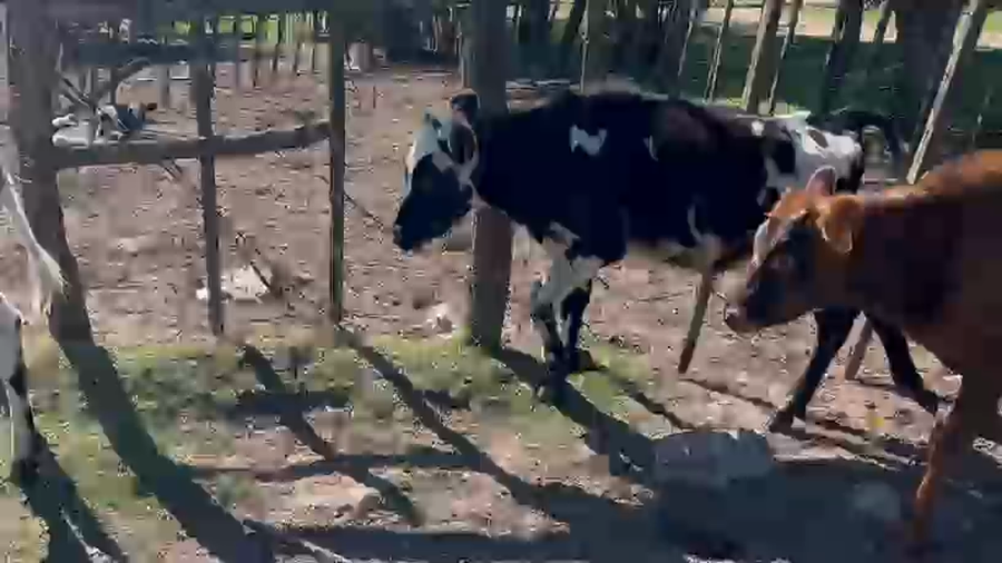 Lote 8 Terneros a remate en Pantalla Camy - Aniversario 31 Años, San José