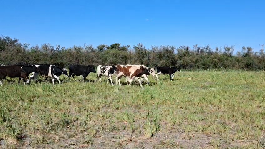 Lote 19 Novillitos Holando en Altos de Chipión, Córdoba