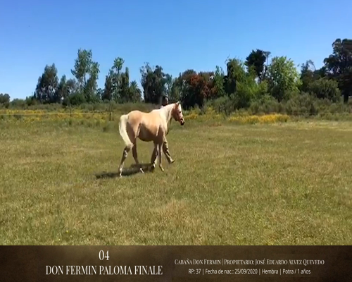 Lote Caballos a remate en 2da ESTA NOCHE BAYA, San José