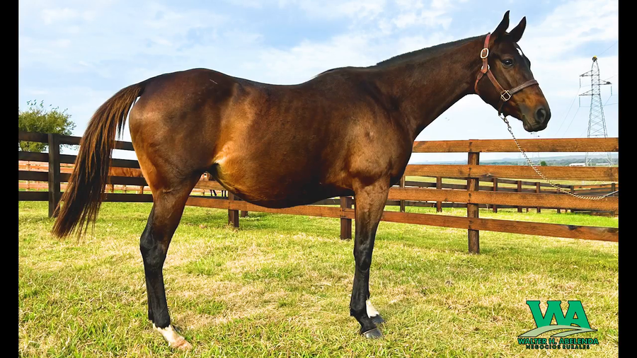 Lote SPIKE LOVE (Brz)