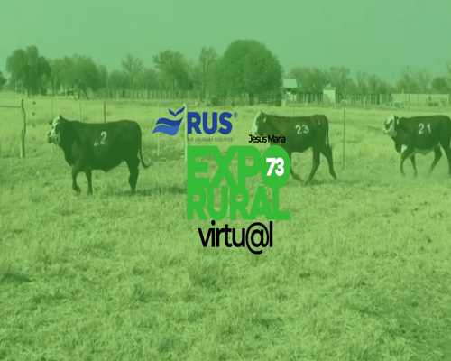 Lote VAQ BRAFORD PREÑADA GEN. INT.