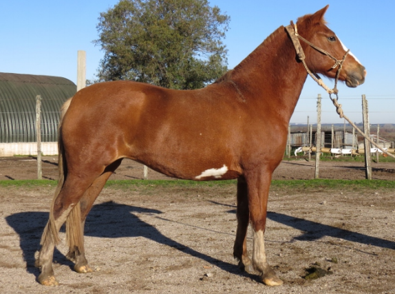 Lote CLEOPATRA LA FLECHILLA